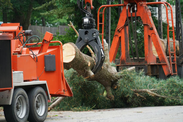 Best Stump Grinding and Removal  in Osseo, WI